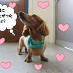 えっへんミニチュアダックス