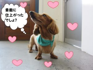 えっへんミニチュアダックス