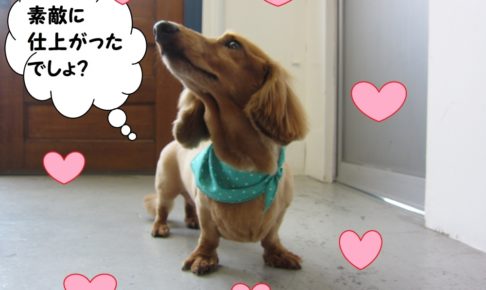 えっへんミニチュアダックス