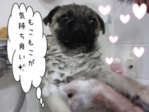 シャンプー中パグ