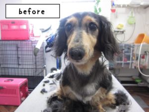 カット前ミニチュアダックス