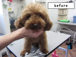 カット前トイプードル