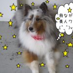 おすましシェルティー