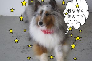 おすましシェルティー