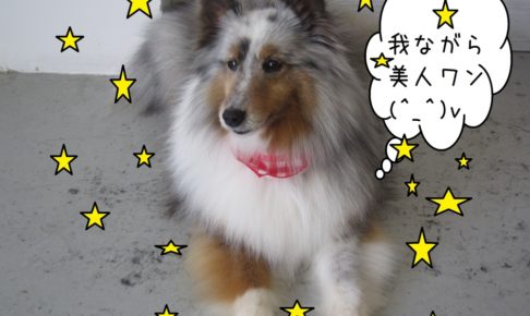 おすましシェルティー