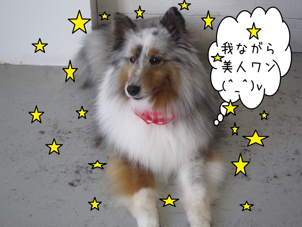 おすましシェルティー