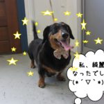 笑顔ミニチュアダックス