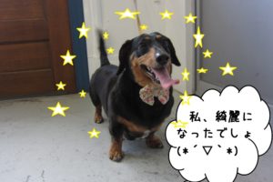 笑顔ミニチュアダックス