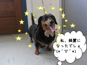 笑顔ミニチュアダックス