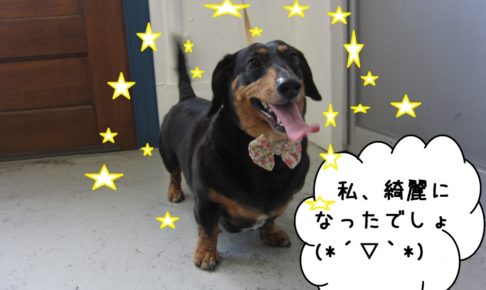 笑顔ミニチュアダックス