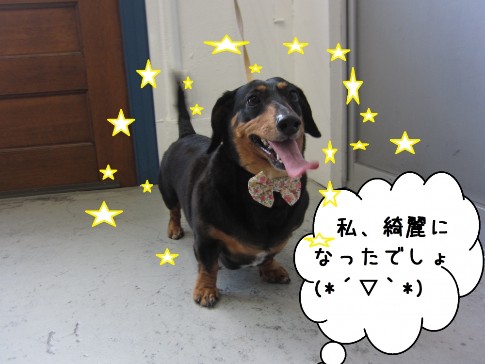 笑顔ミニチュアダックス