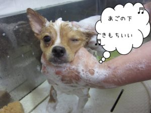 シャンプー中チワワ