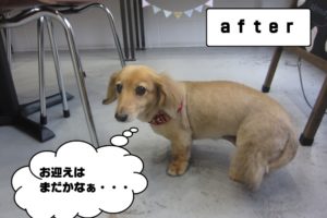 おすましミニチュアダックス