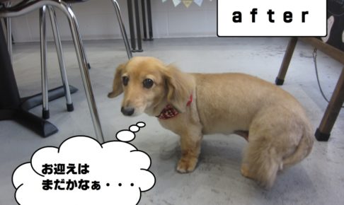 おすましミニチュアダックス