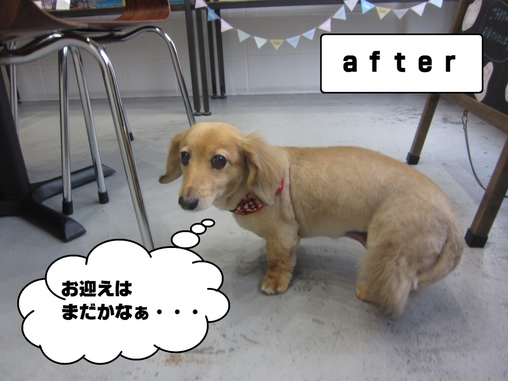 おすましミニチュアダックス