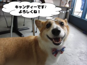 施術後コーギー