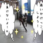 追いかけっこボストンテリア