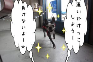 追いかけっこボストンテリア