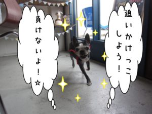 追いかけっこボストンテリア