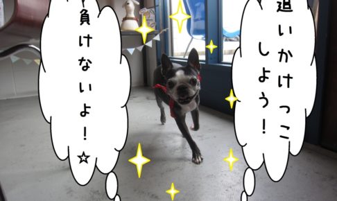 追いかけっこボストンテリア