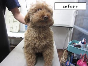 カット前トイプードル