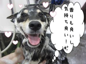シャンプー中柴犬