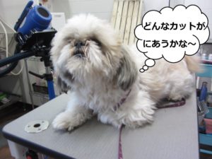 カット前シーズー