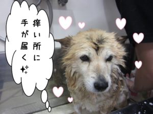 シャンプー中ミックス