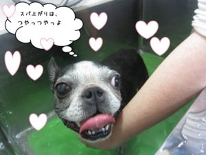 スパ中ボストンテリア