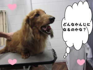 カット前ミニチュアダックス