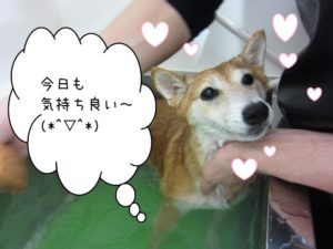 スパ中柴犬