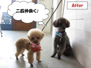 カット後トイプードル