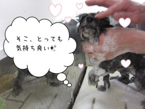シャンプー中トイプードル
