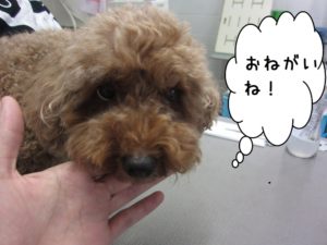 カット前トイプードル