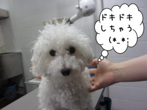 カット前トイプードル