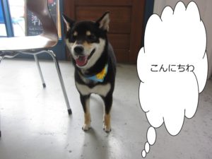 施術後柴犬