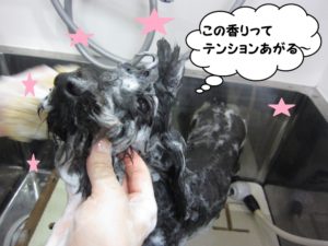 シャンプー中トイプードル