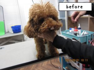 カット前トイプードル