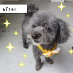 おすましトイプードル