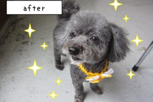 おすましトイプードル