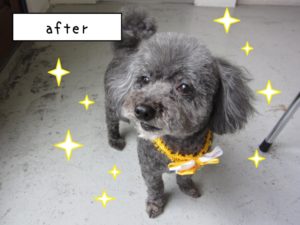 おすましトイプードル