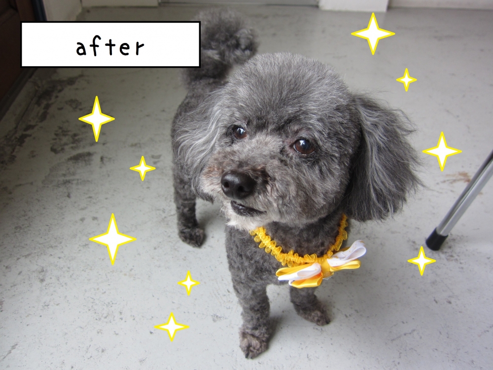 おすましトイプードル