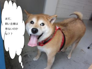 施術後柴犬