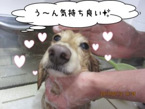 シャンプー中ミニチュアダックス