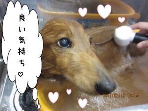 スパ中ミニチュアダックス