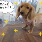 おすましミニチュアダックス