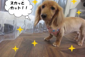 おすましミニチュアダックス