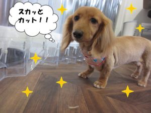 おすましミニチュアダックス