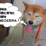 笑顔柴犬