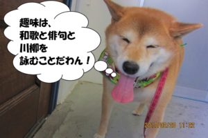 笑顔柴犬